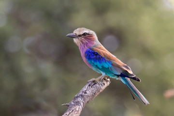 One lilac-breasted roller sitting on a branch with a blurred green background in the Mapungubwe National Park , South Africa