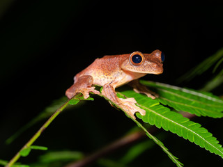 Harlequin Flying Frog (Rhacophorus pardalis) in Gunung Mulu National Parl, Borneo
