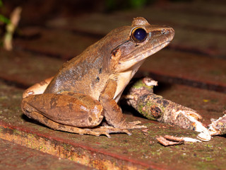 Giant River Frog - Limnonectes leporinus in Gunung Mulu National Park, Borneo