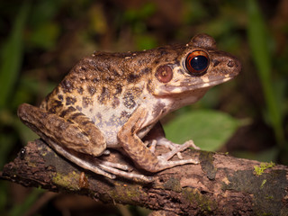 Rough-sided Frog - Hylarana glandulosa in Gunung Mulu, Borneo