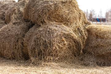 Dry hay on the farm.
