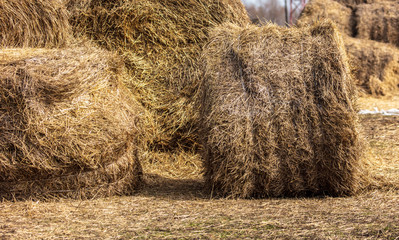 Dry hay on the farm.