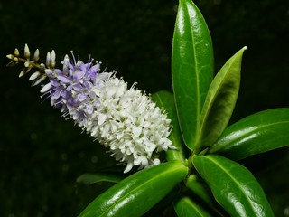 Hebe Great Orme close up of plant showing flowers and glossy leaves isolated against a black background