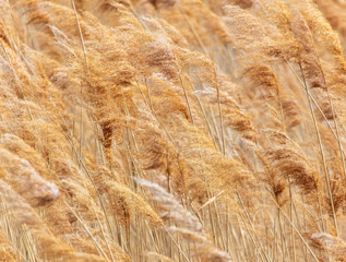 The reeds on the lake.