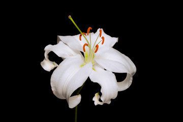 Fototapeta na wymiar This original photograph of a beautiful white lily flower is a work of art. It will make a great gift or fine addition to your wall. Perfect for your home, office, restaurant, or hotel.