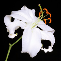 This original photograph of a beautiful white lily flower is a work of art.  It will make a great gift or fine addition to your wall.  Perfect for your home, office, restaurant, or hotel.