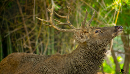 deer in the woods