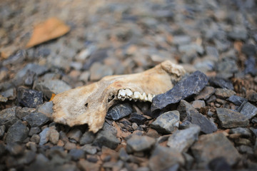 animal jae on the floor.