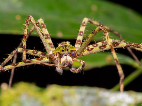 Lichen Huntsman Spider - Heteropoda boiei in Tawau Hills Park, Borneo
