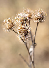 Dry prickly plant in nature.