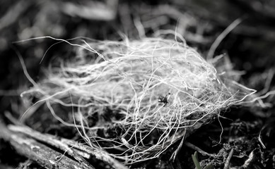 Animal hair in nature.
