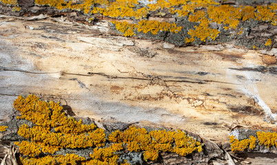 Yellow moss on the spoiled bark of a tree as a backdrop.
