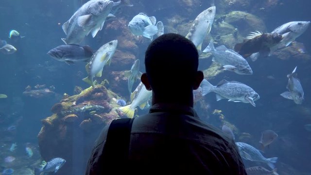 Silhouette of an unidentified man watching the fish swimming in oceanarium, United States