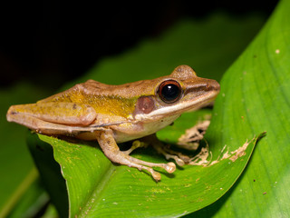 White-lipped Frog - Chalcorana raniceps in Tawau Hills Park, Borneo