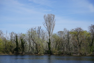 Obraz premium Teilansicht von Insel Imchen zur Brutzeit der Kormorane