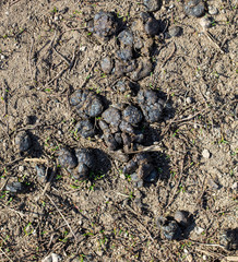 Lamb excrement on the ground