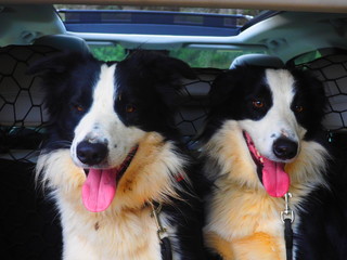 Gemelos Border Collie sonriendo al ser transportados en el maletero de un coche tras estar...