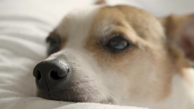 Close up of a cute dog with a focus pull from nose to eyes