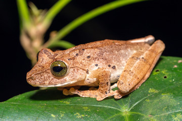 Philautus hosii beatiful frog with the green eyes. Tawau Hills Park, Borneo
