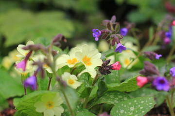 Fototapeta premium Primrose and Pulmonaria