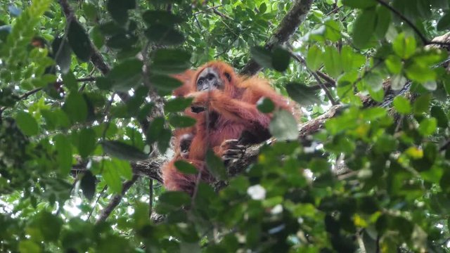 Wild orangutan mother and young baby sitting in tree in Bukit Lawang, Sumatra, Indonesia