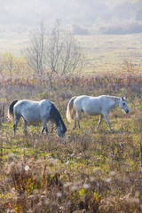 Fototapeta premium Herd of horses in northern Hungary
