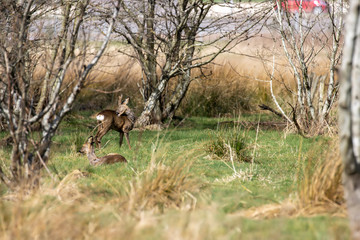 Roe deer, Capreolus capreolus, near view of deer walking/standing within woodland and field in background in Scotland during spring.