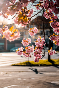 Beautiful and colorful spring pink flowers of a blossom tree with turquoise blue deep sky background. Colorful flower wallpaper of natural light. Urban downtown district, Braunschweig, Germany, Europe