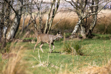 Roe deer, Capreolus capreolus, near view of deer walking/standing within woodland and field in background in Scotland during spring.