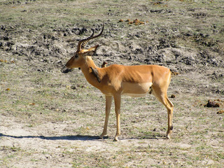 Naklejka premium A gazzelle hosting a couple of birds in Botswana's savannah