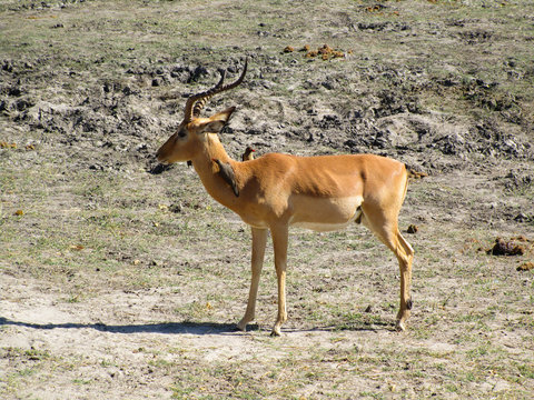 A gazzelle hosting a couple of birds in Botswana's savannah