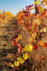 autumn vineyard near Eger, Northern Hungary