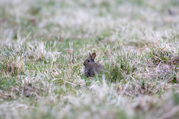 European rabbit, Oryctolagus cuniculus, young and family hiding and eating amongst grass within a field in Scotland during spring.