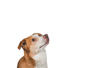 dogs head isolated on white background