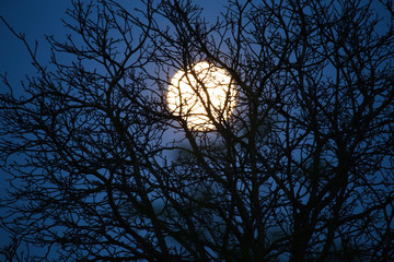 View beyond leafless bare branches of tree on bright full moon - Germany
