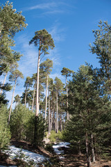 Rura hiking through the pine forest of Valsain, Segovia, Castilla y Leon, Spain, Europe