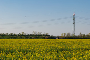 Outdoor sunny landscape view of Yellow rapeseed blossom field in spring or  summer season against blue sky and blur background of high voltage tower and cable.