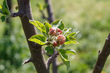 Apple Tree in Spring Blossom