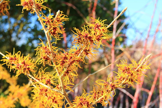 Wich Hazel flowers in Spring