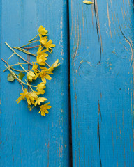 Many yellow flowers, small white delicate flowers  on a blue wooden background. There is a place for text. Shabby chic style. Concept fot Valentine's Day, Mother's Day