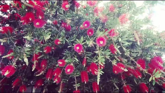 Sunny Flowers