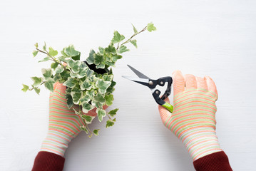 Gardener is pruning with a pruner a plant branches.
