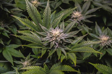 Cannabis Plant in mid Flower