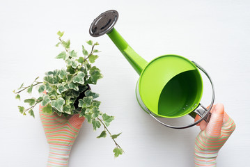 Gardener is watering a plant with a watering can close up. © Natali