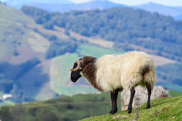 Oveja en las montañas 