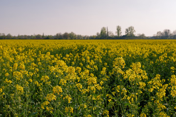 Obraz premium Outdoor sunny landscape view of Yellow rapeseed blossom field in spring or summer season against blue sky.