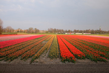 field of tulips