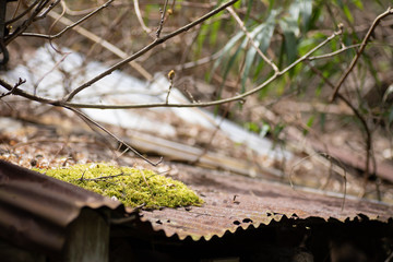 トタン屋根と苔
