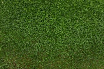 Fototapeta premium Green grass background in. Green plant pattern, wall