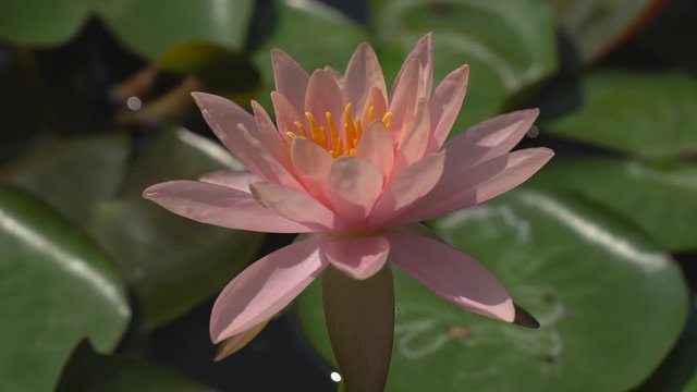 Close-ups  Fresh Bloom  Pink Nymphaea Water lily or Pink Lotus Flower on the lotus lake - Aquatic Floral backdrops and beautiful details picture concept